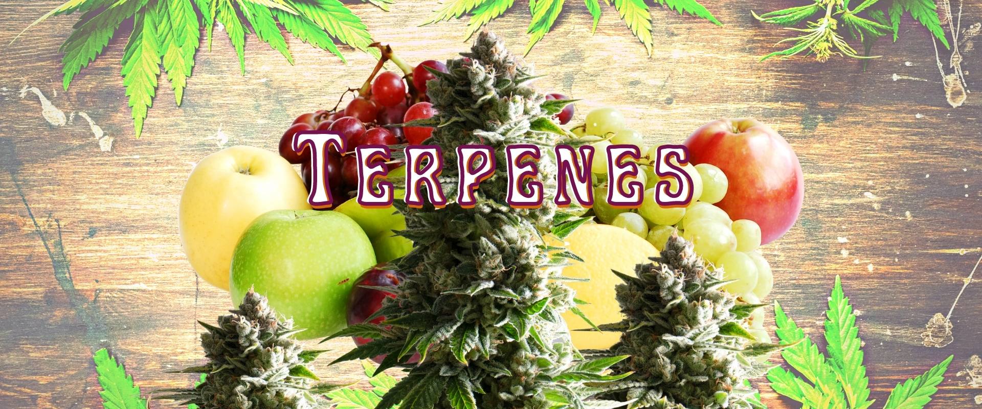 cannabis terpenes