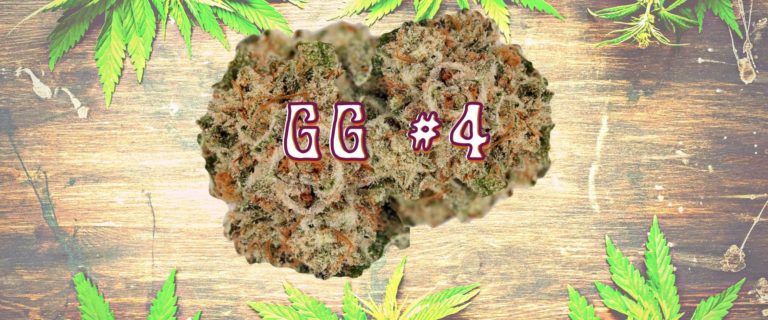 gg#4