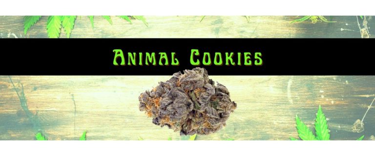 animal cookies strain heritage group