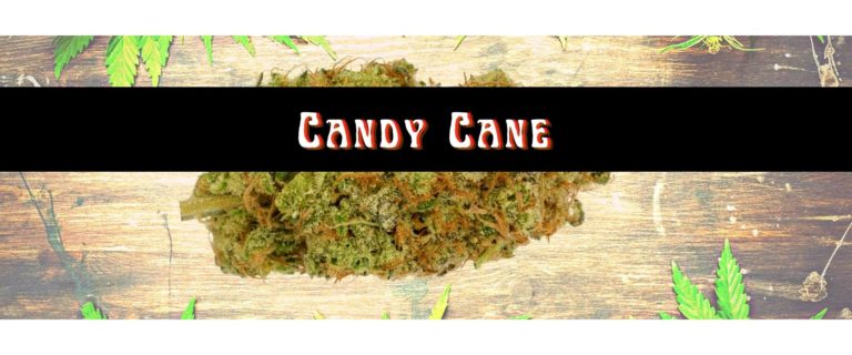 candy cane strain
