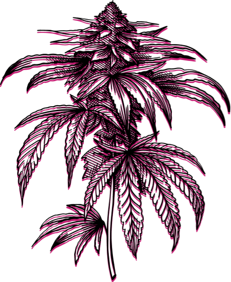 White Rabbit Cannabis Dispensary marijuana flower drawing