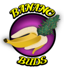 banano berry banano buds
