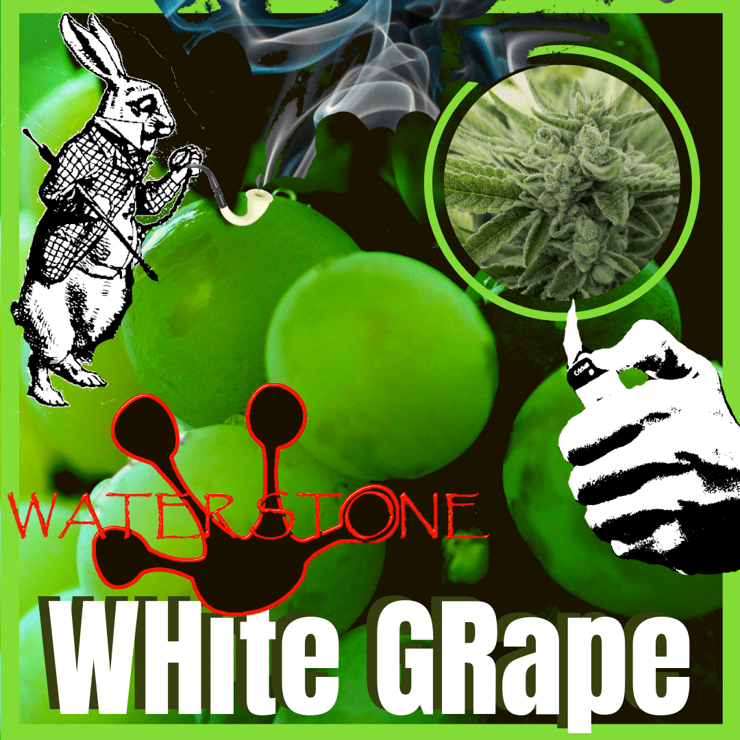 white grape strain waterstone