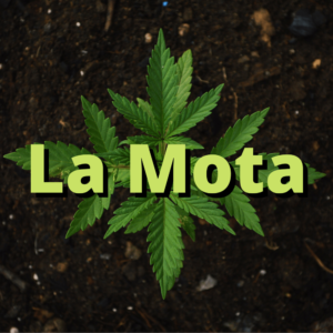 la mota cannabis