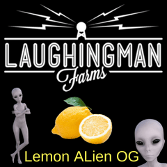 lemon alien og from laughing man