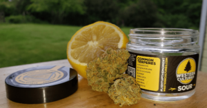 Seatown Lemon Haze Western Cultured weed review