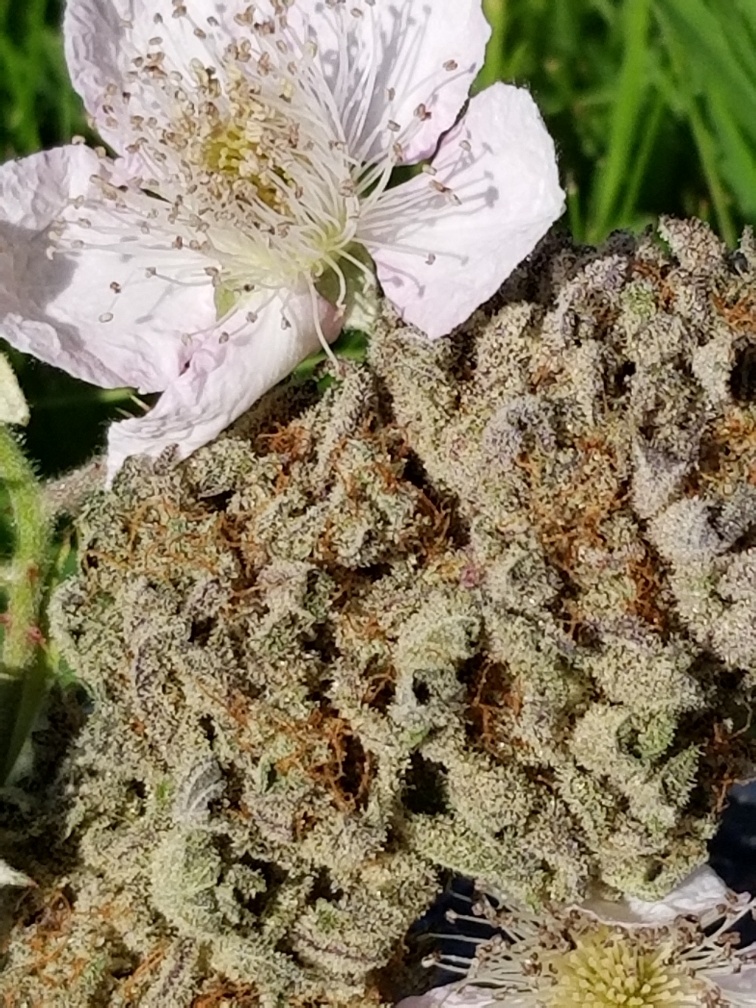 spady bud blackberry kush from white rabbit cannabis dispensary