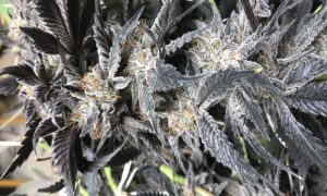 spady bud blue dream strain