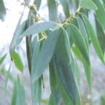 Leaves Eucalyptus