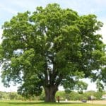 Single Oak Tree