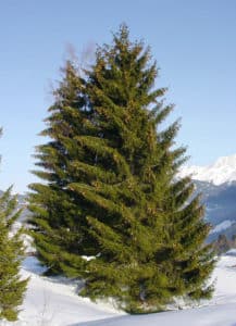 Spruce Tree in Snow