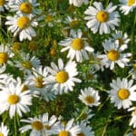 Chamomile Flowers