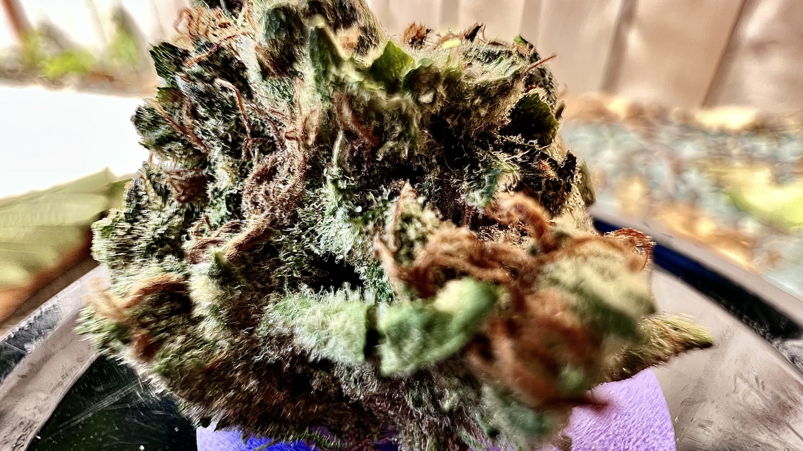 close up of alien tarantula strain from top shelf