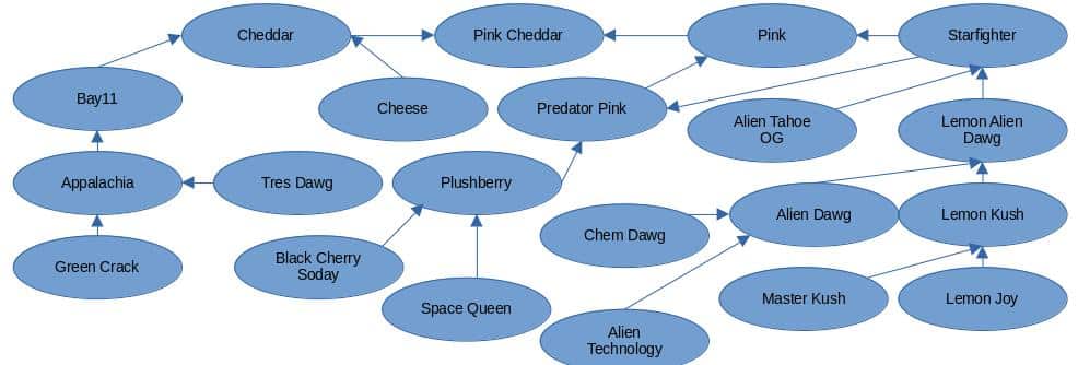 Pink Cheddar Lineage Chart