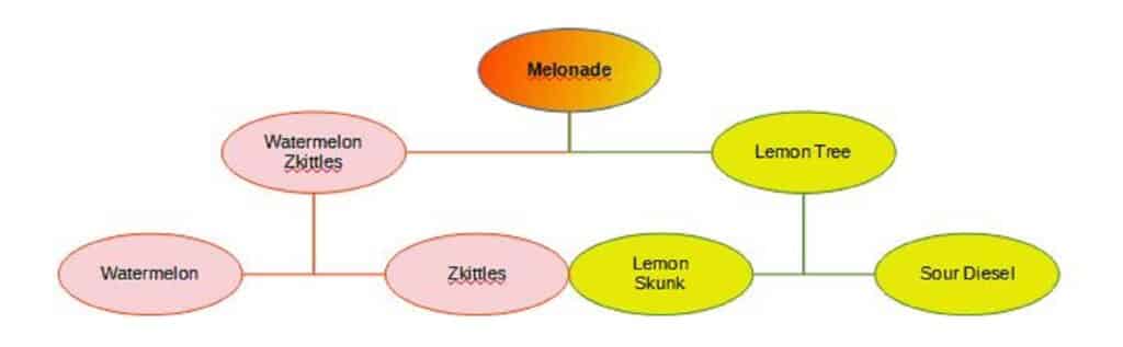 Melonade Lineage Image