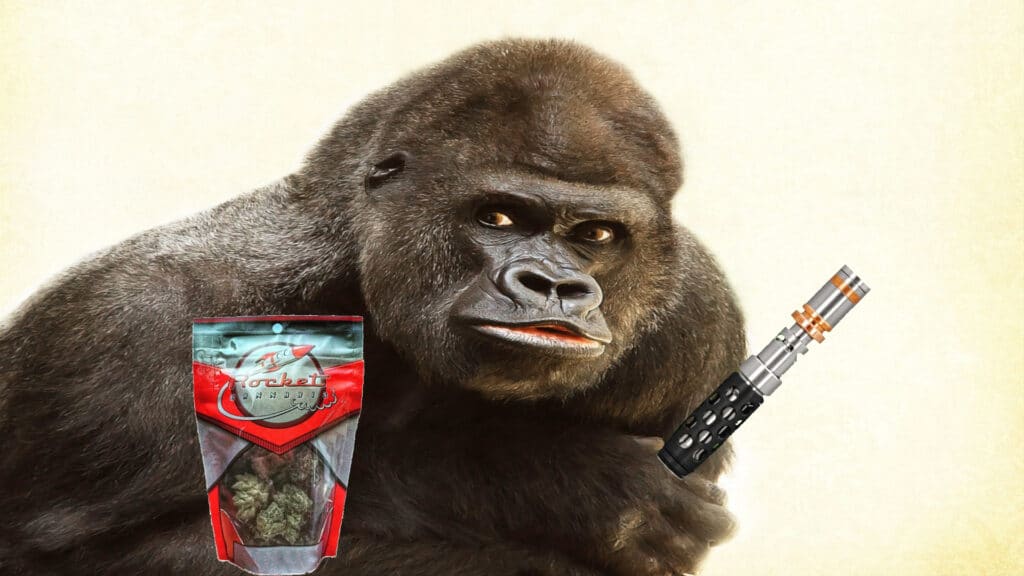 Gorilla image with GG4 bag and Anvil dry herb vaporizer
