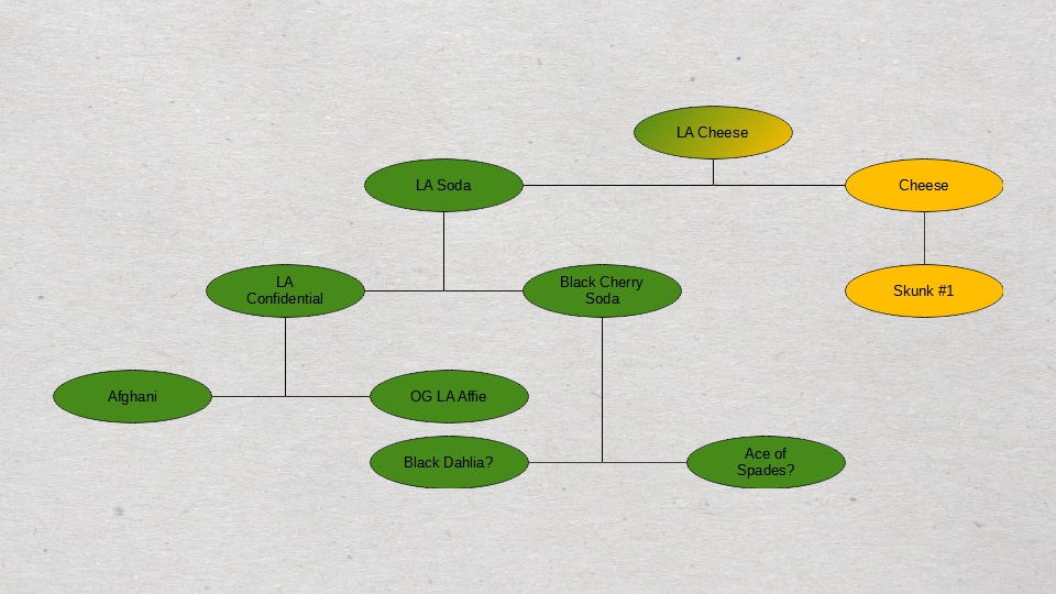 L.A. Cheese Lineage Chart