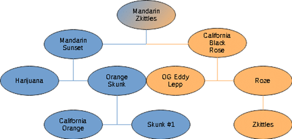 Mandarin Zkittles Lineage Chart Image