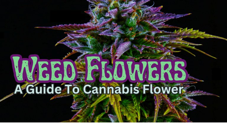 weed flowers banner depicting huge purple bud
