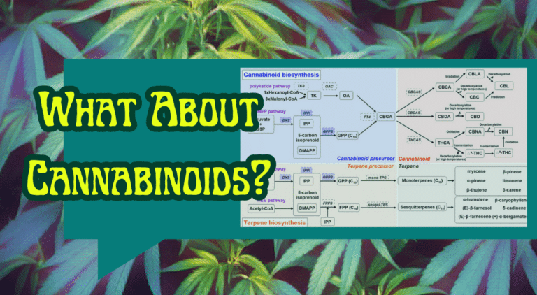 thc, cbd, cbc cannabinoids article