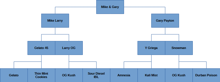 Mike and Gary lineage breakdown image